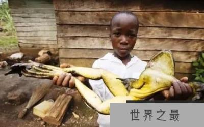 世界第一大巨蛙，哥利亚蛙有3.3公斤重