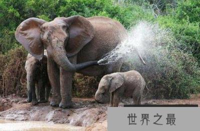 世界上最记仇的动物，大象记忆力非常强