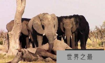 世界上最记仇的动物——大象