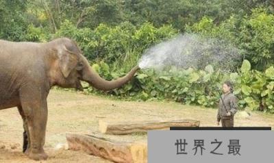 世界上最记仇的动物，大象记忆力非常强