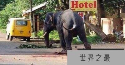 世界上最记仇的动物——大象