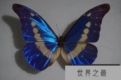 世界上最美丽的蝴蝶 海伦娜闪蝶标本能换辆车