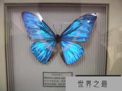 世界上最美丽的蝴蝶 海伦娜闪蝶标本能换辆车