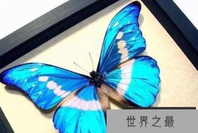 世界上最美丽的蝴蝶 海伦娜闪蝶标本能换辆车