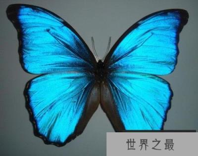 世界上最美丽的蝴蝶 海伦娜闪蝶标本能换辆车