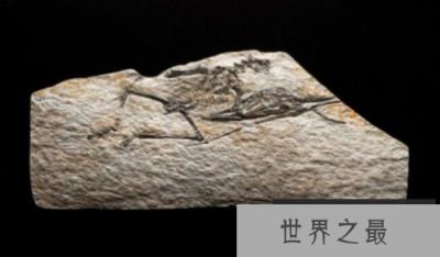 世界上最小恐龙,森林翼龙体长约9厘米 世界上最小恐龙,森林翼龙体长约9厘米