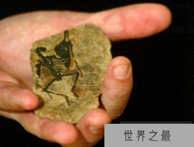 世界上最小恐龙,森林翼龙体长约9厘米 世界上最小恐龙,森林翼龙体长约9厘米