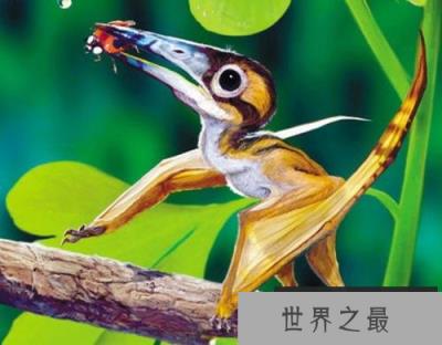 世界上最小恐龙,森林翼龙体长约9厘米 世界上最小恐龙,森林翼龙体长约9厘米
