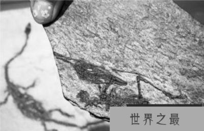 世界上最小恐龙,森林翼龙体长约9厘米 世界上最小恐龙,森林翼龙体长约9厘米