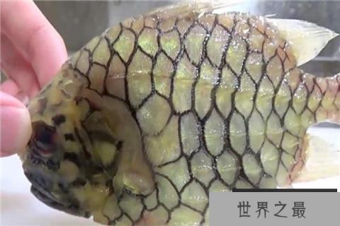 世界上最坚硬的鱼,松球鱼 世界上最坚硬的鱼,松球鱼