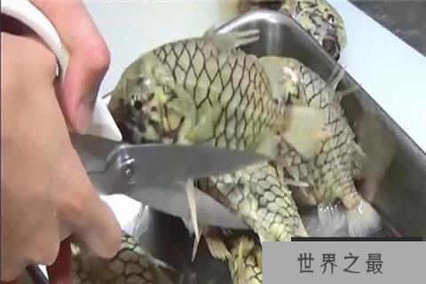 世界上最坚硬的鱼,松球鱼 世界上最坚硬的鱼,松球鱼