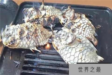 世界上最坚硬的鱼,松球鱼 世界上最坚硬的鱼,松球鱼