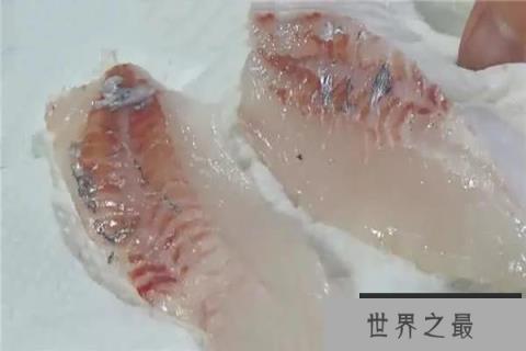 世界上最坚硬的鱼,松球鱼 世界上最坚硬的鱼,松球鱼