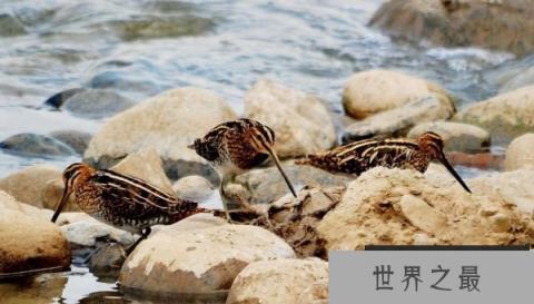 世界上飞的最慢的鸟，丘鹬飞行速度每时8千米