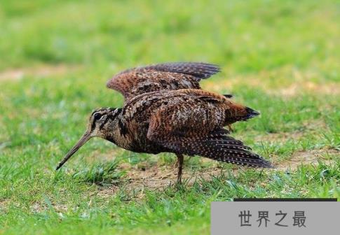 世界上飞的最慢的鸟