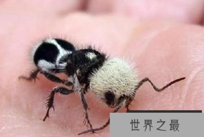 世界上最奇特的蚂蚁，其剧毒可杀死一头牛