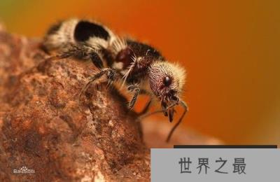 世界上最奇特的蚂蚁，其剧毒可杀死一头牛