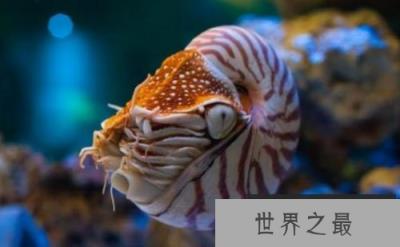 世界上最古老的海螺,鹦鹉螺被誉为活化石 世界上最古老的海螺,鹦鹉螺被誉为活化石