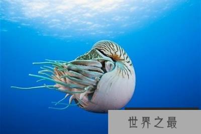 世界上最古老的海螺,鹦鹉螺被誉为活化石 世界上最古老的海螺,鹦鹉螺被誉为活化石