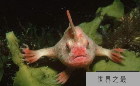世界上唯一长着手的鱼，长手鱼已存在五千年