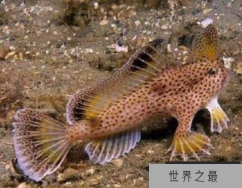 世界上唯一长着手的鱼，长手鱼已存在五千年
