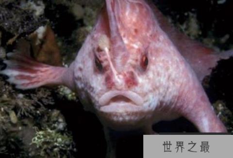 世界上唯一长着手的鱼，长手鱼已存在五千年