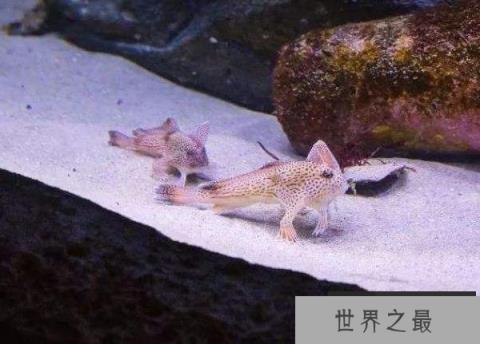 世界上唯一长着手的鱼，长手鱼已存在五千年