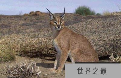 世界上最凶猛的猫