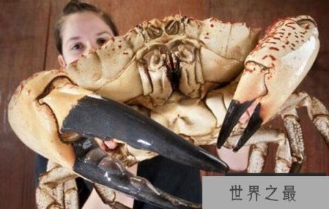 世界上最重的螃蟹，澳洲皇帝蟹重达72斤