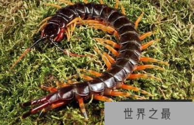 世界上最大蜈蚣:加拉帕格斯巨人蜈蚣 世界上最大蜈蚣:加拉帕格斯巨人蜈蚣