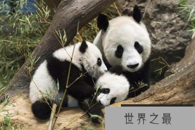 全球最难租到熊猫的国家 南非申请20年仍被拒绝