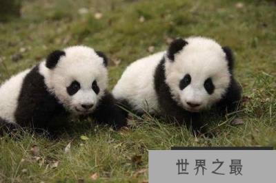 租借大熊猫的条件