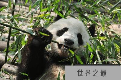 全球最难租到熊猫的国家