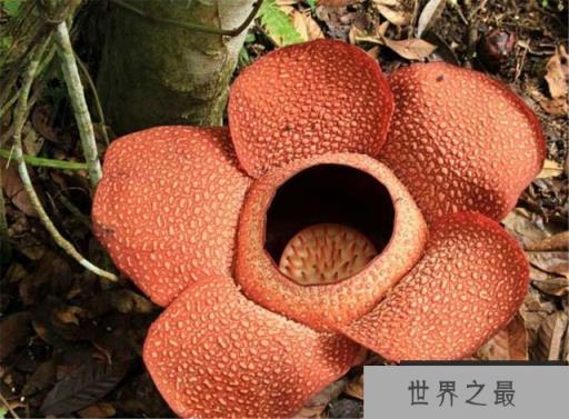世界上最大最臭的花