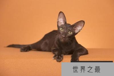 世界上耳朵最大的猫,东方短毛猫上榜单 世界上耳朵最大的猫,东方短毛猫上榜单
