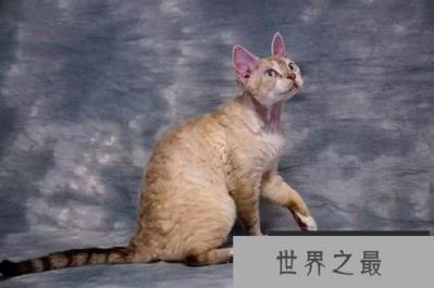 德文卷毛猫 德文卷毛猫