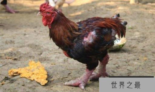 世界上最大的鸡爪,鸡腿比人的手腕还粗 世界上最大的鸡爪,鸡腿比人的手腕还粗