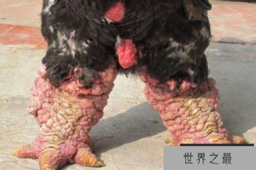 世界上最大的鸡爪 世界上最大的鸡爪