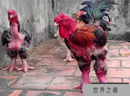 世界上最大的鸡爪 世界上最大的鸡爪