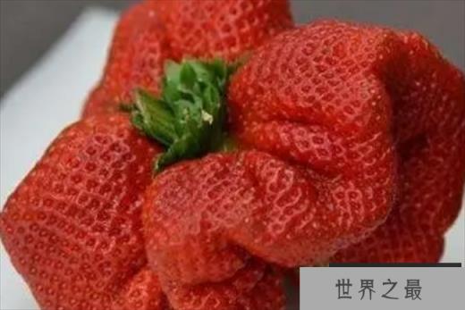 世界上最大的草莓 比人的拳头都还要大(半斤重)