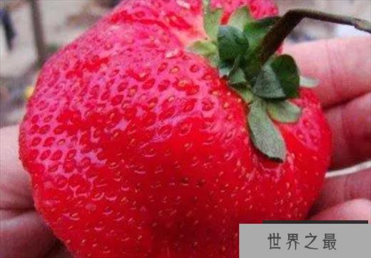 世界上最大的草莓 比人的拳头都还要大(半斤重)