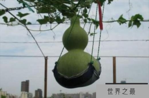 世界上最大的葫芦 重达136斤(超级葫芦)