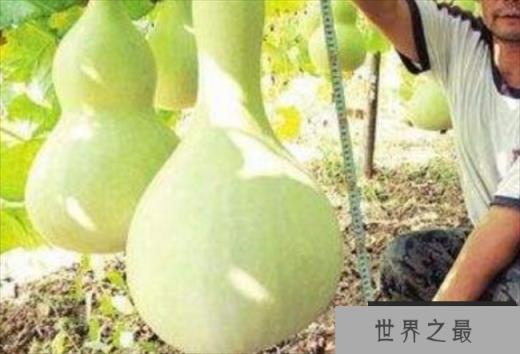 世界上最大的葫芦 重达136斤(超级葫芦)