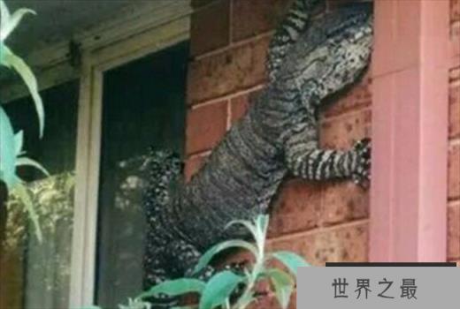 世界上最大的壁虎 长达2.3米(大壁虎)