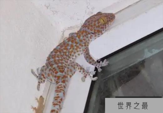 世界上最大的壁虎 长达2.3米(大壁虎)
