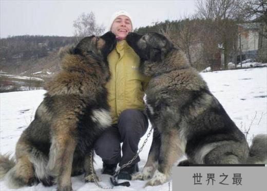 世界上最大的爱尔兰猎狼犬，体重110斤(高大且威猛)