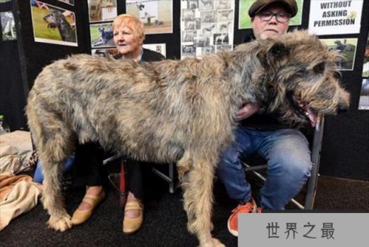 世界上最大的爱尔兰猎狼犬，体重110斤(高大且威猛)