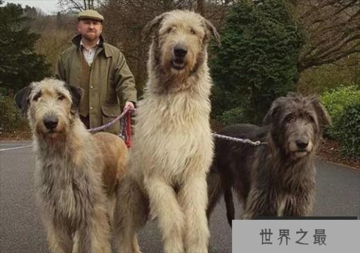 世界上最大的爱尔兰猎狼犬，体重110斤(高大且威猛)