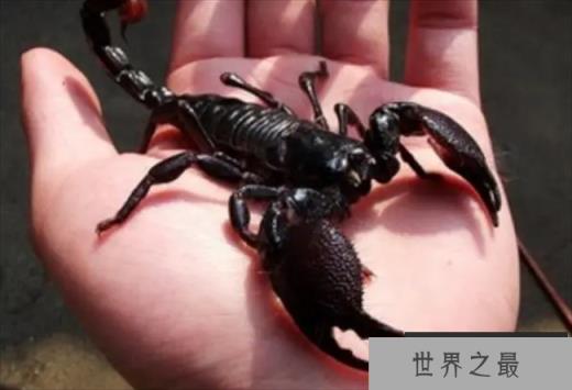 世界上最大的蝎子 蝎子中的巨无霸(非洲帝王蝎)