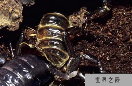 世界上最大的蝎子 蝎子中的巨无霸(非洲帝王蝎)